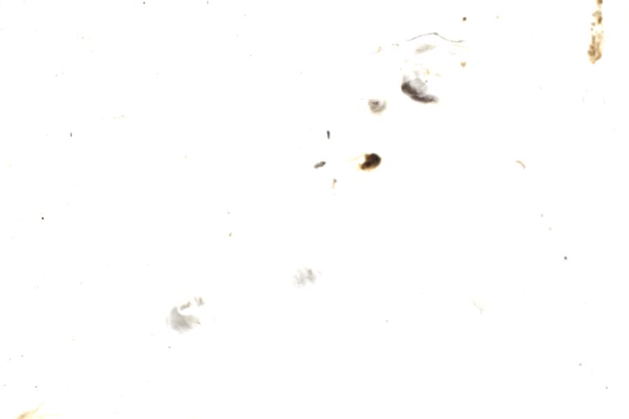 Image 97